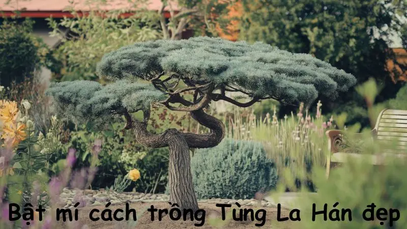 Bật mí cách trồng Tùng La Hán đẹp