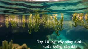 Top 10 loại cây sống dưới nước không cần đất